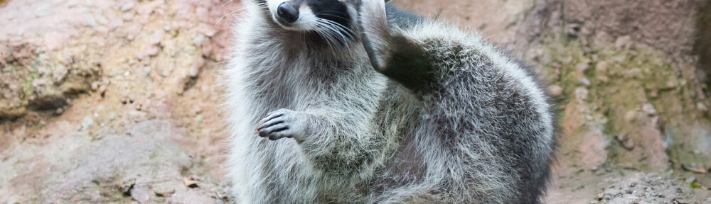 Indianapolis IN Raccoon Removal Service 317-535-4605